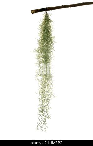 tillandsia Pflanze vor weißem Hintergrund Stockfoto