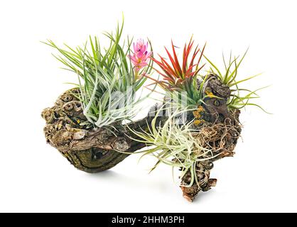 tillandsia Pflanze vor weißem Hintergrund Stockfoto