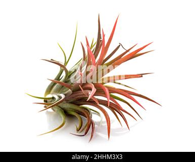 tillandsia Pflanze vor weißem Hintergrund Stockfoto