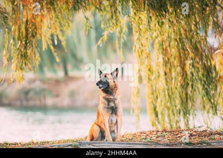 Malinois Hund Sitzt In Der Nähe Des Sees Unter Baumzweigen. Belgische Schäferhunde sind aktiv, intelligent, freundlich, schützend, aufmerksam und fleißig. Schäferhund Stockfoto