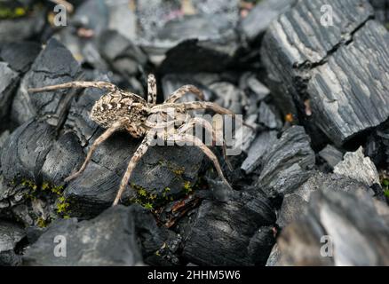 Große Fuchsspinne (Alopecosa fabriis) Stockfoto