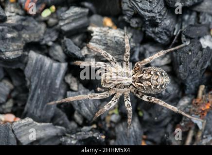 Große Fuchsspinne (Alopecosa fabriis) Stockfoto