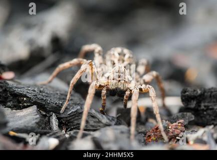 Große Fuchsspinne (Alopecosa fabriis) Stockfoto