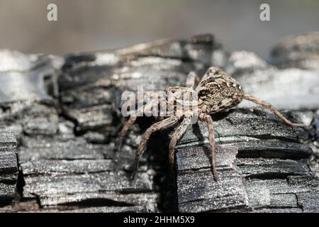 Große Fuchsspinne (Alopecosa fabriis) Stockfoto