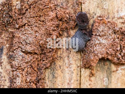 Schleimschimmel (Amaurochaete atra) wächst auf einem Baumstamm Stockfoto