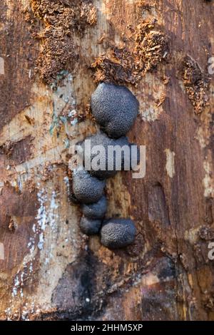 Schleimschimmel (Amaurochaete atra) wächst auf einem Baumstamm Stockfoto