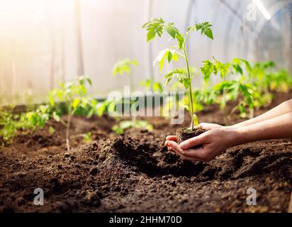 Menschliche Hände Pflanzen Sprossen von Tomaten im Gewächshaus Stockfoto