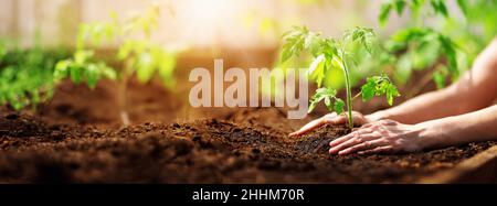 Menschliche Hände Pflanzen Sprossen von Tomaten im Gewächshaus Stockfoto