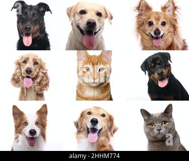 Gruppe von schönen Hunden vor einem weißen Hintergrund Stockfoto