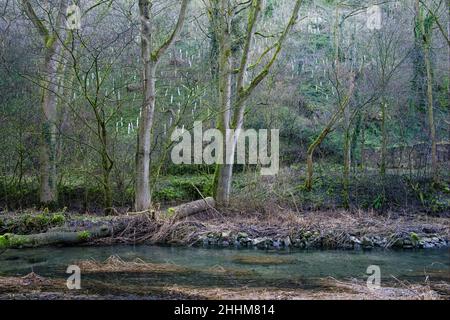 Neue Baumpflanzungen im Lathkill Dale National Nature Reserve, Peak District National Park, Derbyshire, England Stockfoto