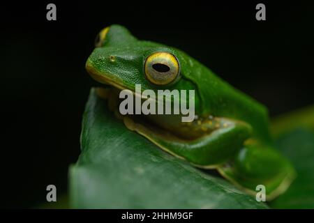 Ein vom Aussterben bedrohter falscher Malabar-Gleitfrosch auf einem Kardamom-Blatt in Munnar, Kerala, Indien, in der Nacht Stockfoto