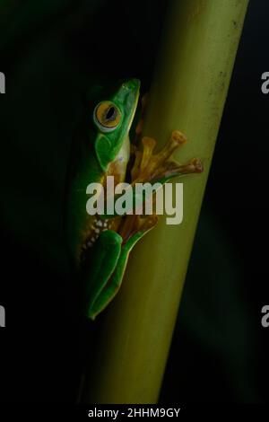 Ein vom Aussterben bedrohter falscher Malabar-Gleitfrosch auf einem Kardamom-Stiel in Munnar, Kerala, Indien, in der Nacht Stockfoto