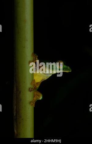 Ein vom Aussterben bedrohter falscher Malabar-Gleitfrosch auf einem Kardamom-Stiel in Munnar, Kerala, Indien, in der Nacht Stockfoto