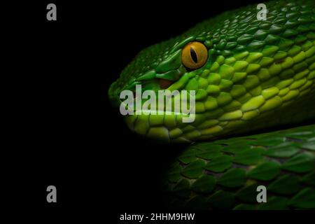 Nahaufnahme eines rotschwanzigen Bambusgrubenvipers in Cherrapunji, Meghalaya Stockfoto