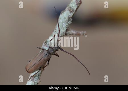 Aegosoma scabricorne ein gefährdeter großer europäischer Langhornkäfer aus der Nähe Stockfoto