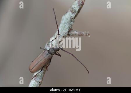 Aegosoma scabricorne ein gefährdeter großer europäischer Langhornkäfer aus der Nähe Stockfoto