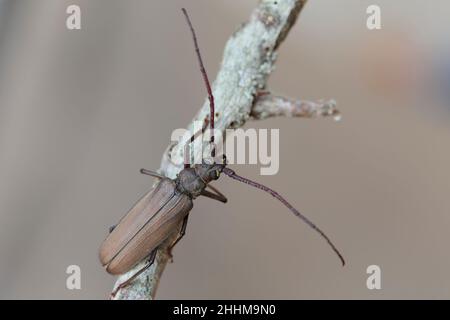 Aegosoma scabricorne ein gefährdeter großer europäischer Langhornkäfer aus der Nähe Stockfoto