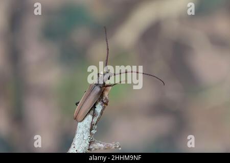 Aegosoma scabricorne ein gefährdeter großer europäischer Langhornkäfer aus der Nähe Stockfoto