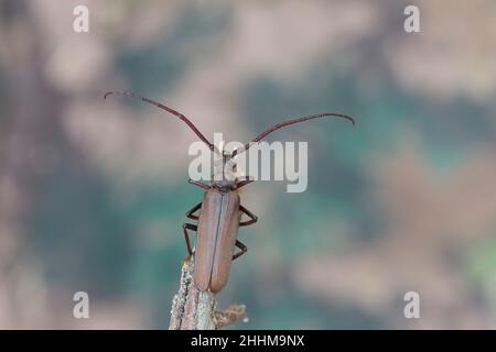 Aegosoma scabricorne ein gefährdeter großer europäischer Langhornkäfer aus der Nähe Stockfoto