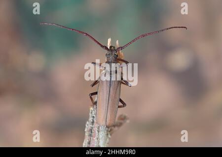 Aegosoma scabricorne ein gefährdeter großer europäischer Langhornkäfer aus der Nähe Stockfoto