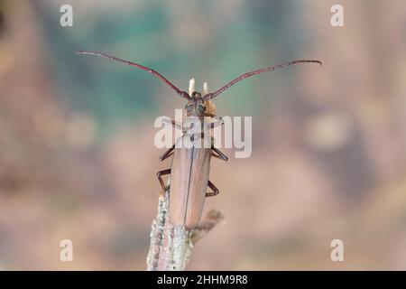 Aegosoma scabricorne ein gefährdeter großer europäischer Langhornkäfer aus der Nähe Stockfoto