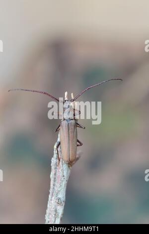 Aegosoma scabricorne ein gefährdeter großer europäischer Langhornkäfer aus der Nähe Stockfoto