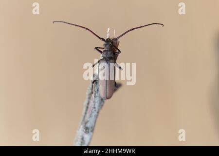 Aegosoma scabricorne ein gefährdeter großer europäischer Langhornkäfer aus der Nähe Stockfoto