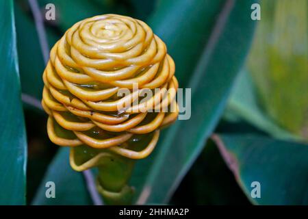 Ingwerblume (Zingiber spectabile) im Garten Stockfoto