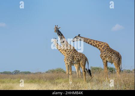 Drei Masai-Giraffen (Giraffa camelopardalis tippelskirchii), die auf Savanne gehen, Männchen, das Weibchen zur Paarung riecht, Ngorongoro Conservation Area, Ta Stockfoto