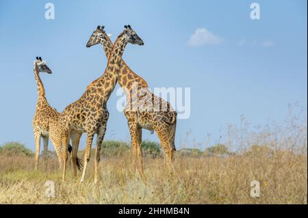 Drei Masai-Giraffen (Giraffa camelopardalis tippelskirchii) stehen auf der Savanne, Ngorongoro Conservation Area, Tansania Stockfoto