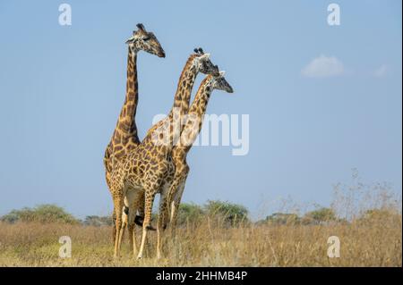 Drei Masai-Giraffen (Giraffa camelopardalis tippelskirchii) auf Savanne, Männchen folgt dem Weibchen zur Paarung, Ngorongoro CA, Tansania Stockfoto