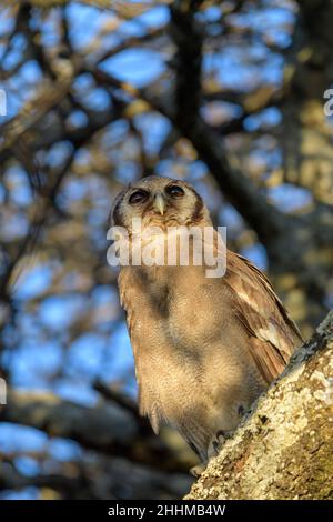 Die Adlereule (Bubo lacteus) von Verreaux thronte während des Sonnenaufgangs im Baum, Ngorongoro-Schutzgebiet, Tansania, Afrika. Stockfoto