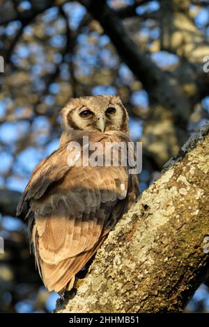 Die Adlereule (Bubo lacteus) von Verreaux thronte während des Sonnenaufgangs im Baum, Ngorongoro-Schutzgebiet, Tansania, Afrika. Stockfoto