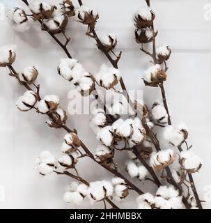 Zweig aus weißer Baumwolle auf weißem Hintergrund. Stockfoto