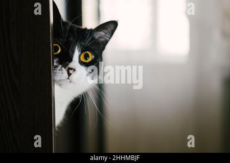 Lustige schwarz-weiße Smokingkatze, die aus dem Regal auf die Kamera schaut. Stockfoto