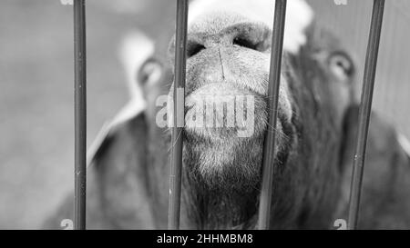 Eine Ziege im Porträt, auf die die Schnauze gestreckt ist. Die Schnauze ist der scharfe und aussagekräftige Punkt auf dem Tierfoto. In schwarz-weiß Stockfoto