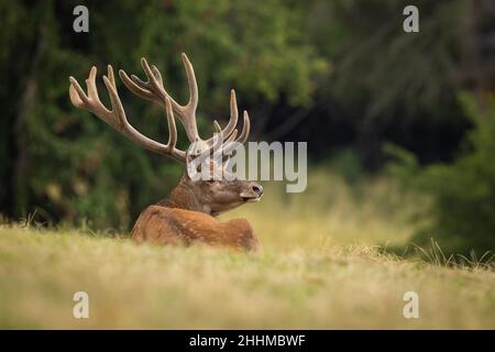 Ruhige Rothirsche, Cervus elaphus, die im Herbst von hinten auf dem Grasland liegen. Hirsch mit Samtgeweih beobachten im Herbst auf dem Feld. Restin von Ameisensäugern Stockfoto