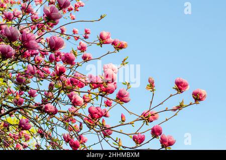 Lila Magnolia Blumen auf blauem Himmel Hintergrund Stockfoto