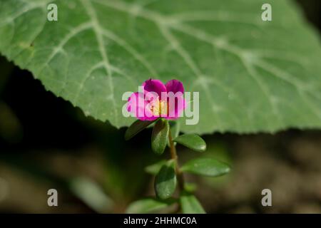 Moosrosenpflanzen (Portulaca grandiflora) sind beliebte blühende einjährige Pflanzen, die im Frühjahr verkauft werden Stockfoto