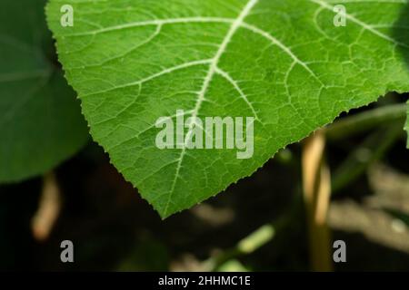 Kürbisblätter haben eine gesunde Menge an Vitamin A, Vitamin C Stockfoto