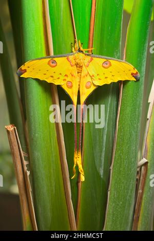 Komet oder Mondmotte, Argema mitrei, Schmetterling, der in den Regenwäldern Madagaskars beheimatet ist. Stockfoto