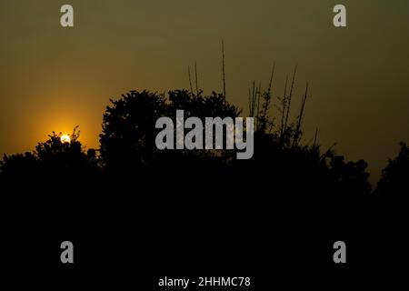 Wenn die Sonne fast kurz vor der Dämmerung untergeht, wenn das goldene strahlende Licht unter einem Baum untergeht Stockfoto