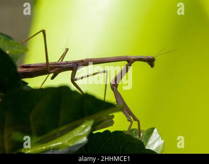 Großer brauner Mantid (Gottesanbeterin) - Archimantis latistyla - auf grünen Hibiskusblättern, der nach rechts schaut. Garden, Queensland, Australien Stockfoto