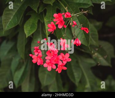 Nahaufnahme von Jatropha integerrima Blumen mit grünen Blättern Hintergrund. Rote Blumen Hintergrund. Stockfoto