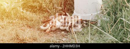 Aufgewachsen kleine Enten Moschus oder indo Ente auf dem Bauernhof Gras und Trinkschale. Zucht von Geflügel in kleinen Maßstab heimischen Landwirtschaft. Tierfamilie braun Stockfoto