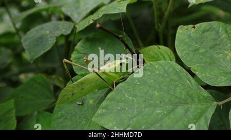 Nahaufnahme einer versteckten großen grünen Heuschrecke auf einem Blatt, umgeben von den grünen Blättern Stockfoto