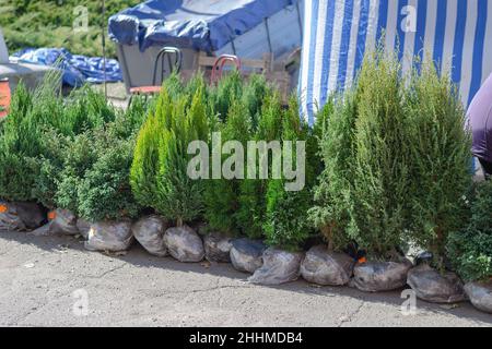 Immergrüne Baum- und Strauchkeimlinge auf dem Bauernmarkt. Junge Bäume mit Wurzeln in Verpackungsfolie gewickelt. Straßenhandel. Selektiver Fokus. Stockfoto