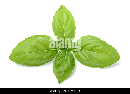 Grünes frisches Basilikum isoliert auf weißem Hintergrund Stockfoto