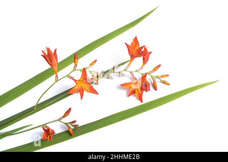 Montbretia Blumen (Crocosmia aurea) auf weißem Hintergrund Stockfoto