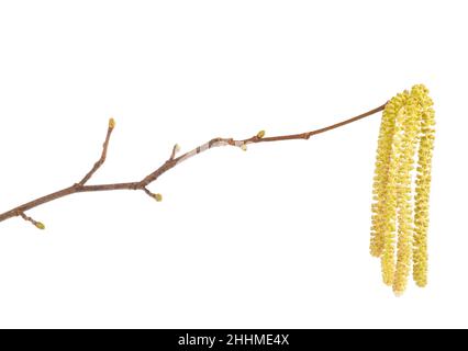 Haselnuss-Kätzchen isoliert auf weißem Hintergrund Stockfoto